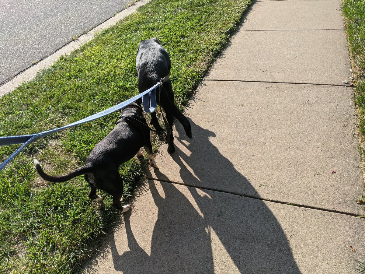Evening 🐕 walk #summershapeupchallenge