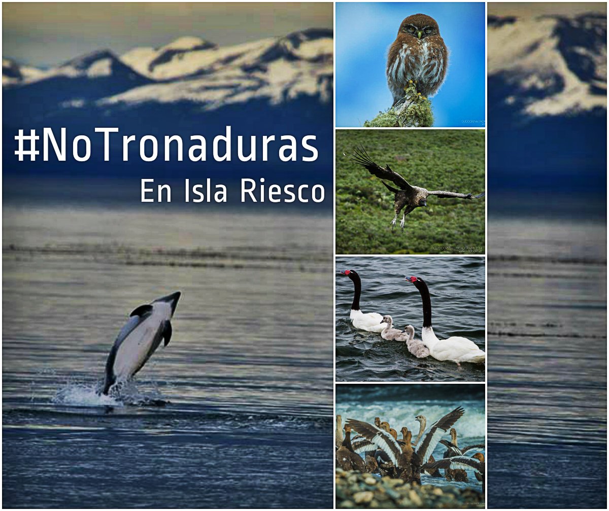 TerramChile's tweet photo. El patrimonio cultural paleobotánico de #IslaRiesco es esencialmente frágil, por lo que es indispensable la acción de tutela del estado para proteger su integridad.  #NoTronaduras #ChaoCarbon
@AlertaIslaRiesc https://t.co/r5bHgDUJAe