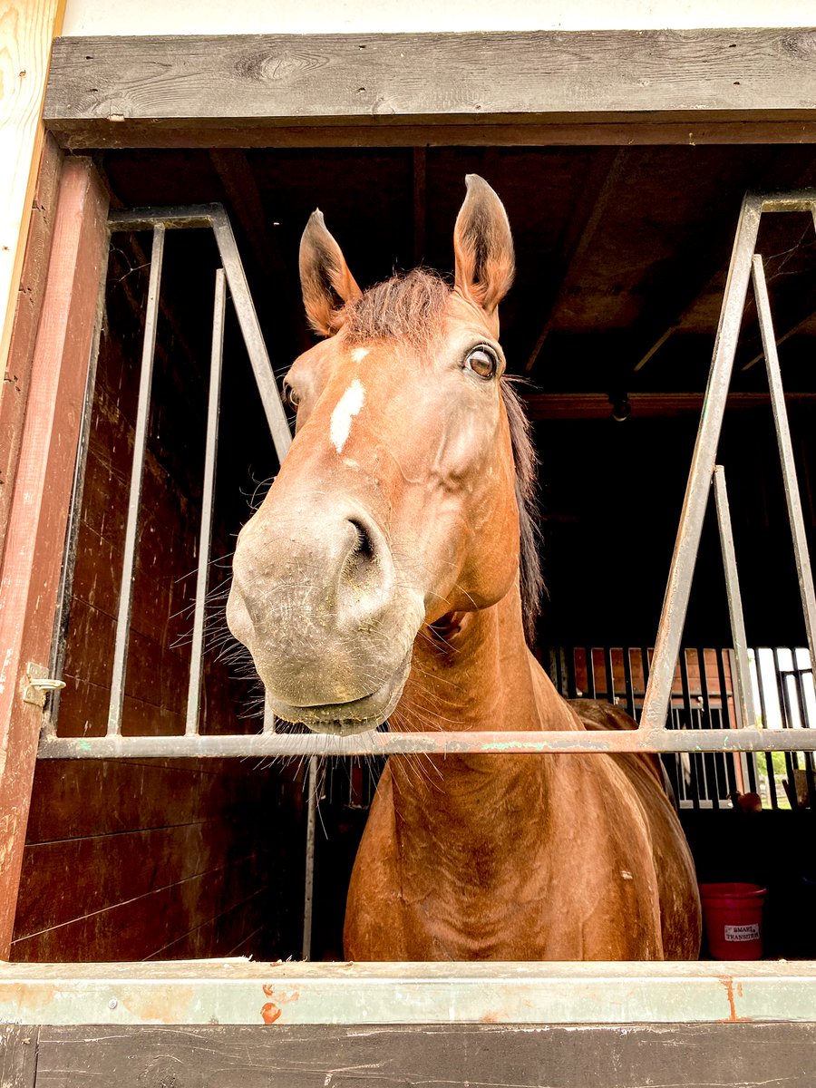 torijada6's tweet image. One damn good looking horse #smarttransition #ottb 🤍🔥