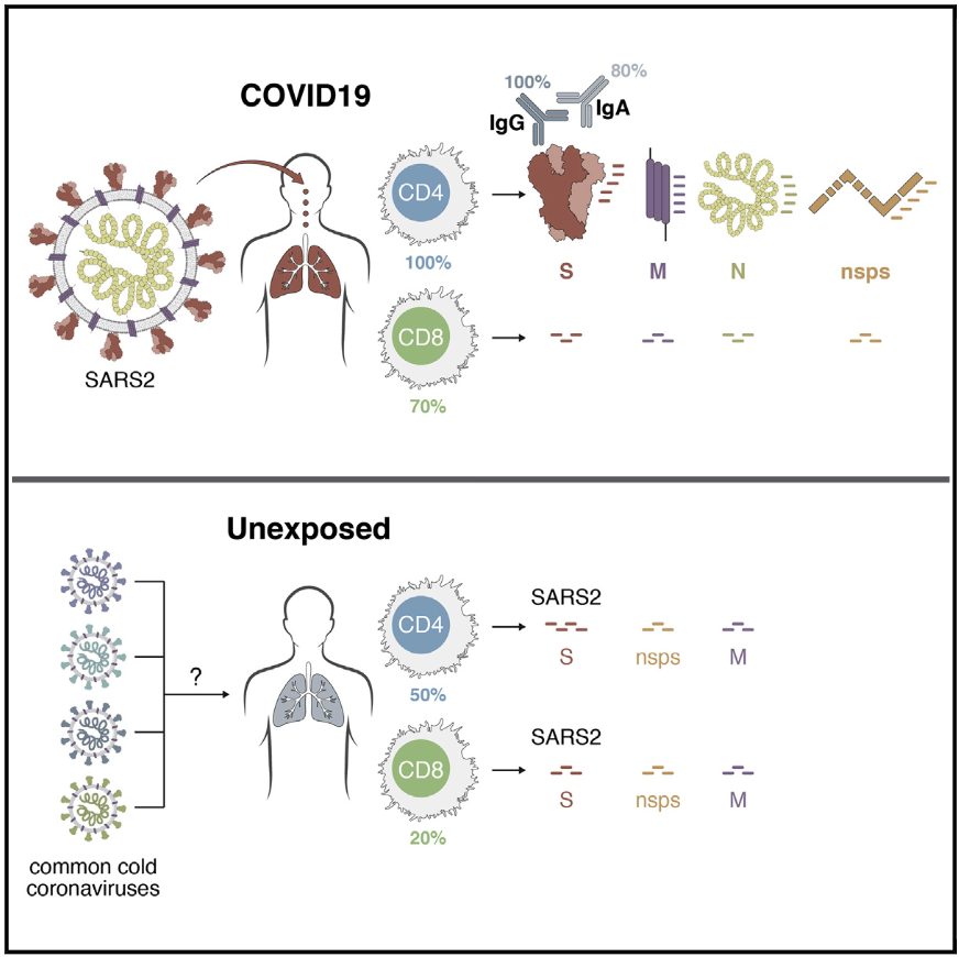 2/ Our 1st scientific paper showed that ~50% of unexposed people have T cells that recognized SARS-CoV-2 already  https://doi.org/10.1016/j.cell.2020.05.015. The most obvious conclusion was these were memory T cells from previous common cold coronavirus infections, but that was not directly shown.