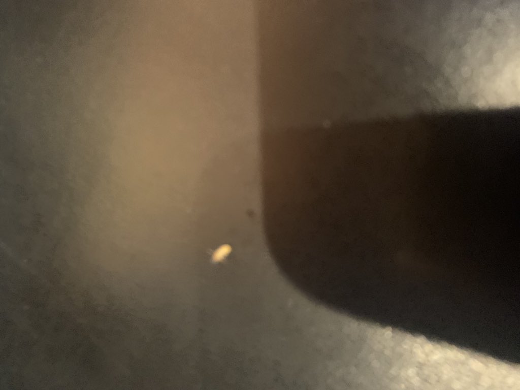 Amandaqt_'s tweet photo. The Torchys Tacos in Webster has an uncontrolled termite infestation. My managers knew of them and I was told to sweep up piles of them before we opened. They have NEVER closed for business &amp; the termites have been there for 8 years. Eat there if you want Damn good termite tacos! https://t.co/ecRiwhi9cE