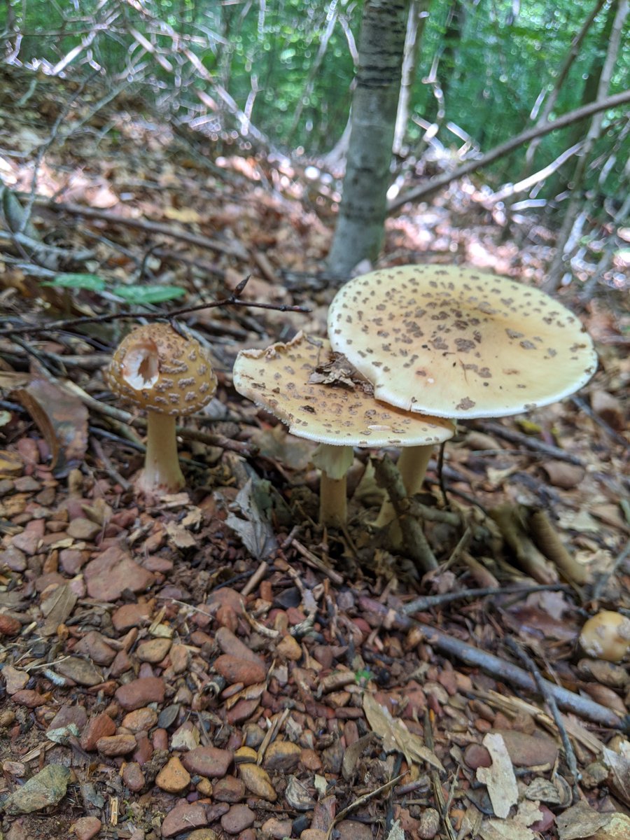 This is also an Amanita, but I don't know which species (I'm no expert). These ones are neat because they have some bite marks. Did you know squirrels eat lots of mushrooms? It's true.