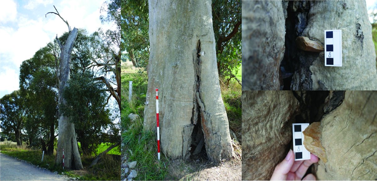 This tree is the only known example in Australia, and internationally, with a stone tool still lodged in it. The question is, how and when did the stone tool get there? And was it used to create the scar? (8/-)