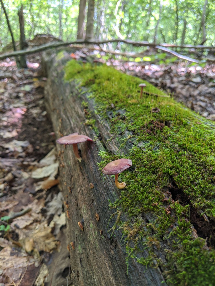 No idea what this is, but it's a great example of the importance of moisture and coarse woody debris for many fungi. The fungi help break down the cwd and turn it into organic soil, which help retain moisture. It's all connected man. Plus, Bryophytes are pretty.