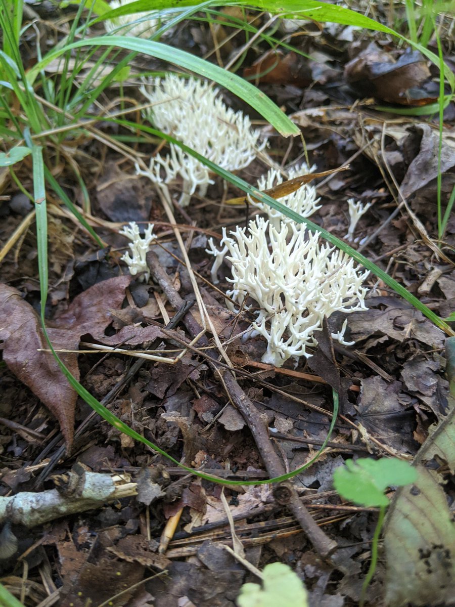Here are some coral mushrooms. Not the most impressive specimens, but they're always very appreciated.
