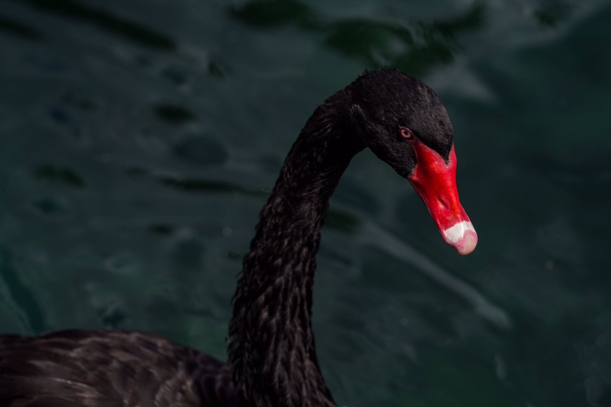 Black Swan4/10