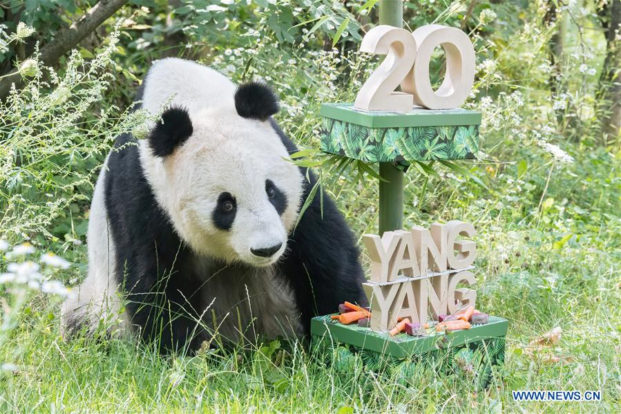 In Pics Giant Panda Yang Yang Celebrated Its 20th Birthday At