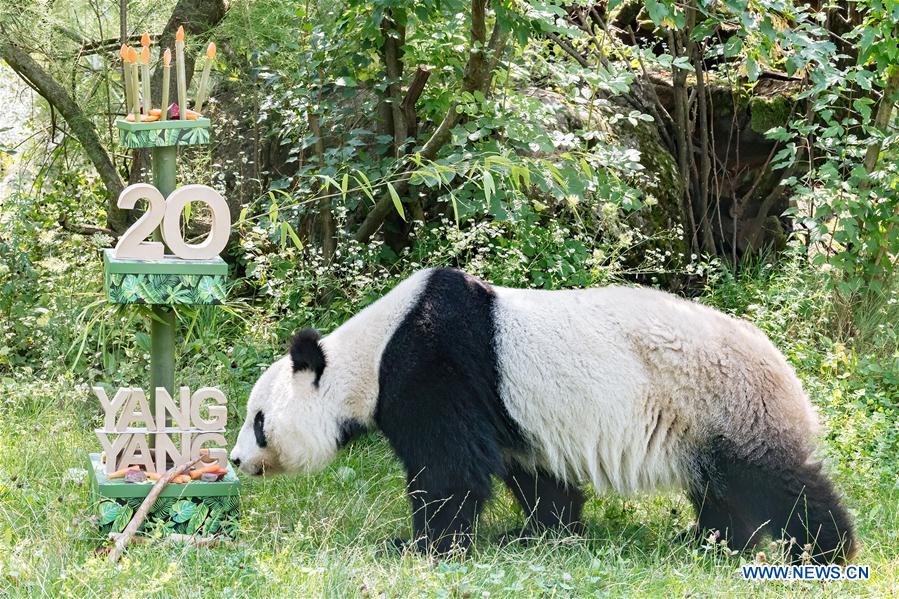 In Pics Giant Panda Yang Yang Celebrated Its 20th Birthday At