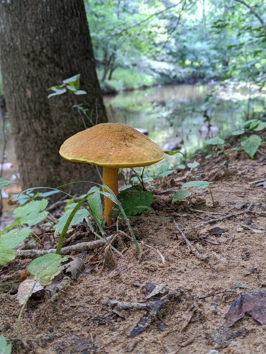 Another bolete. They are so dang gorgeous when they first emerge.