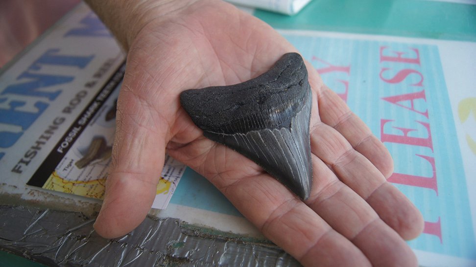 VisitSarasota's tweet photo. Fresh air and shark tooth fossils can be found on #Venice #Caspersen and #Manasota any week! ๐ฆ๐ด #sharktoothcapitaloftheworld #sharkweek #mysarasota
Learn More ๐ฐ๐ https://t.co/mWrOVaNwJ6 https://t.co/XaDPcYbQAO