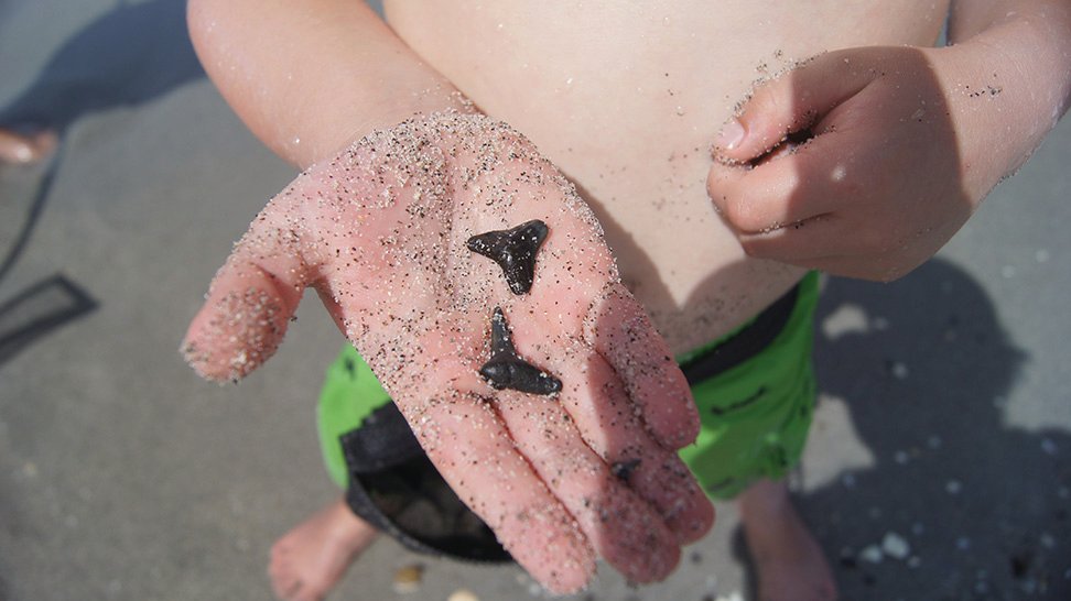 VisitSarasota's tweet photo. Fresh air and shark tooth fossils can be found on #Venice #Caspersen and #Manasota any week! ๐ฆ๐ด #sharktoothcapitaloftheworld #sharkweek #mysarasota
Learn More ๐ฐ๐ https://t.co/mWrOVaNwJ6 https://t.co/XaDPcYbQAO
