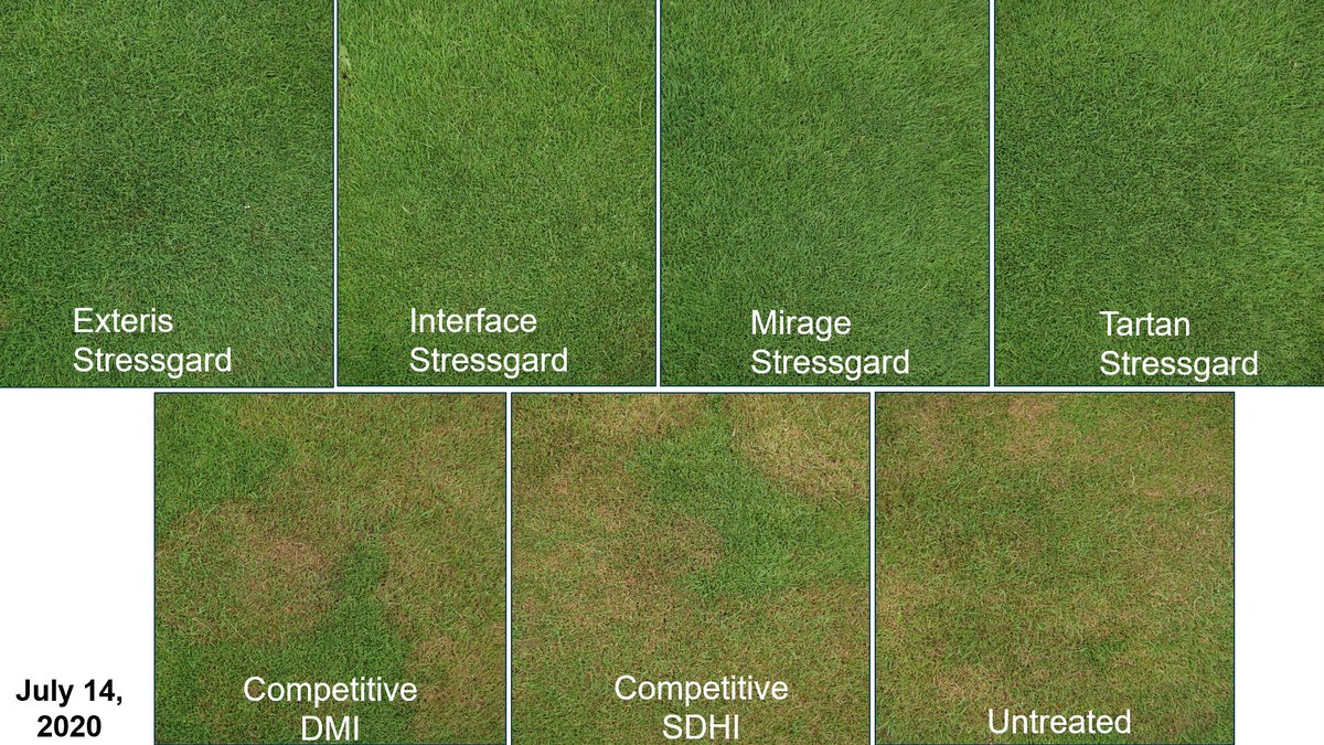 I'm often tweeting in amazement about Stressgard products mitigating abiotic stress like traffic, shade, and drought - it took a summer like this to remind me that they are pretty damn good at controlling key diseases too!

Brown patch trial, Rutgers University. DM for details.