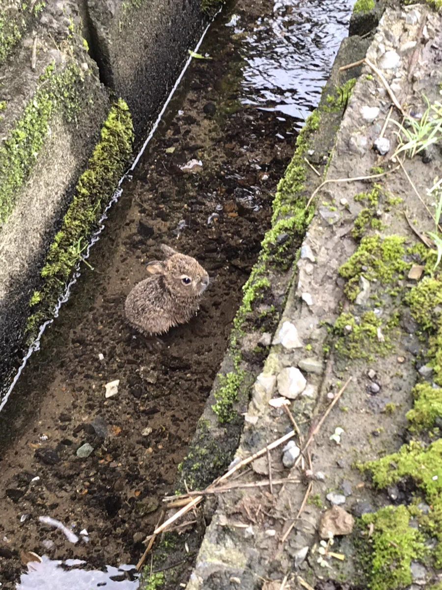 思わぬ場所にウサギを発見？足を滑らせてしまった模様…