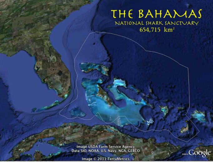 If anyone wants to know what the Bahamas  #shark sanctuary looks like, here ya go. Follow  @beneaththewaves for all their work in this area!  #SharkWeek  @sharkweek