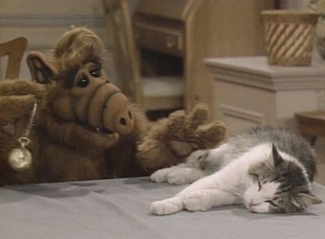 ALF and Lucky share a more or less affectionate relationship even tho ALF might eat Lucky at any time.  #Hannibal