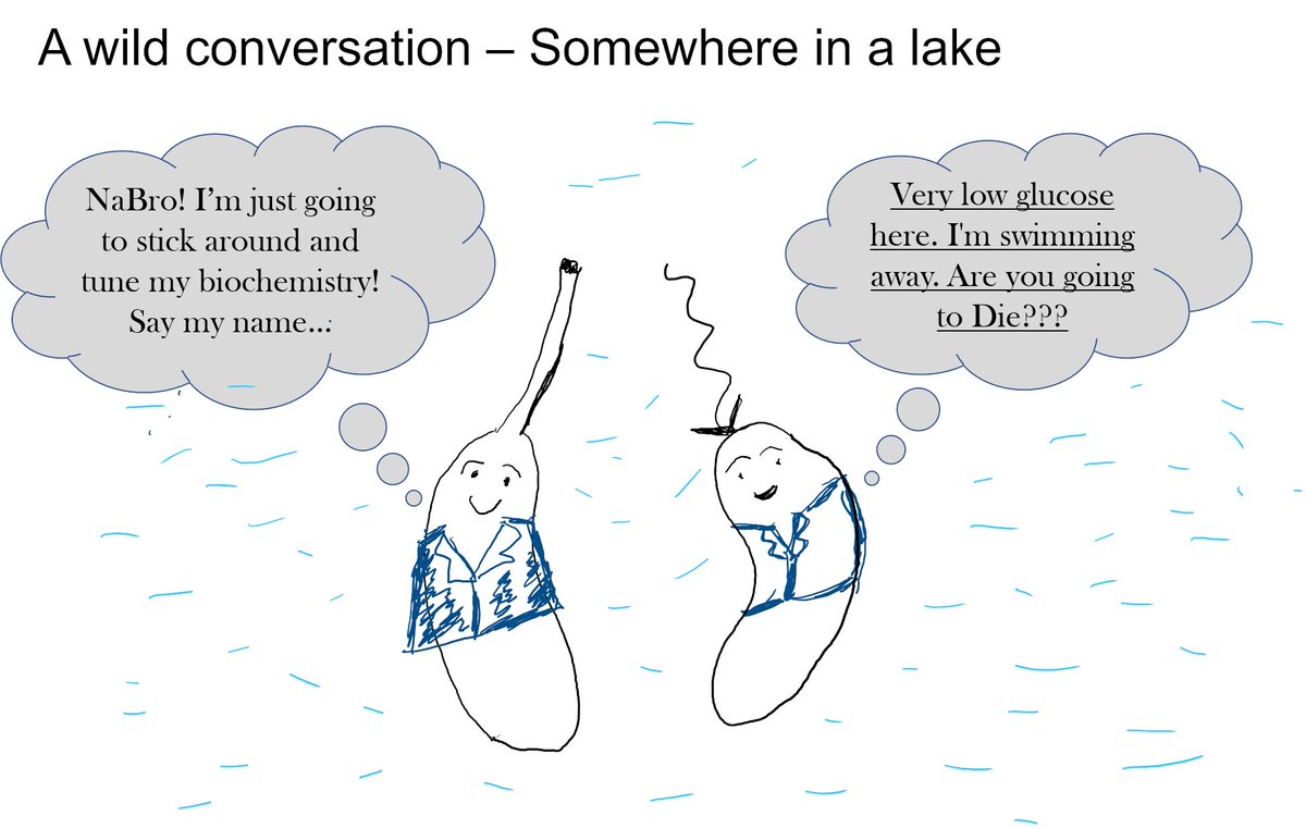 CB is a freshwater bacterium that lives in aquatic bodies. These water bodies have very low glucose levels. About 10000-times lower than the lab media. So, how does the bug tune biochemical reactions that are dependent on the products of metabolism in the wild? 2/14