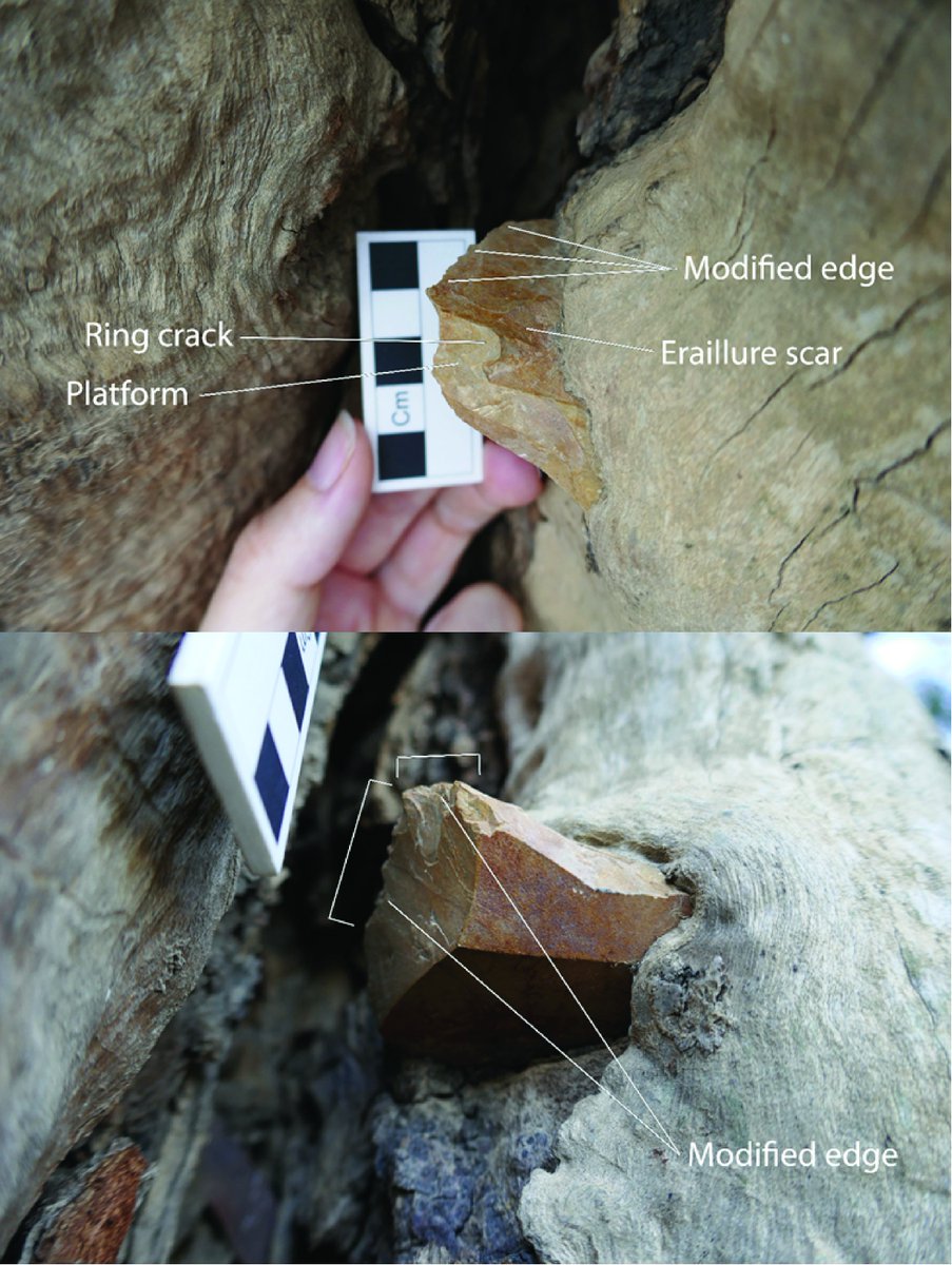 The stone tool has features consistent with traditional Aboriginal methods of stone tool making. Under a microscope, it also contains wear patterns and residues from scraping hard wood and being hammered into the tree  @RichardFullagar  @ebbehayes  @CAS_UOW (11/-)