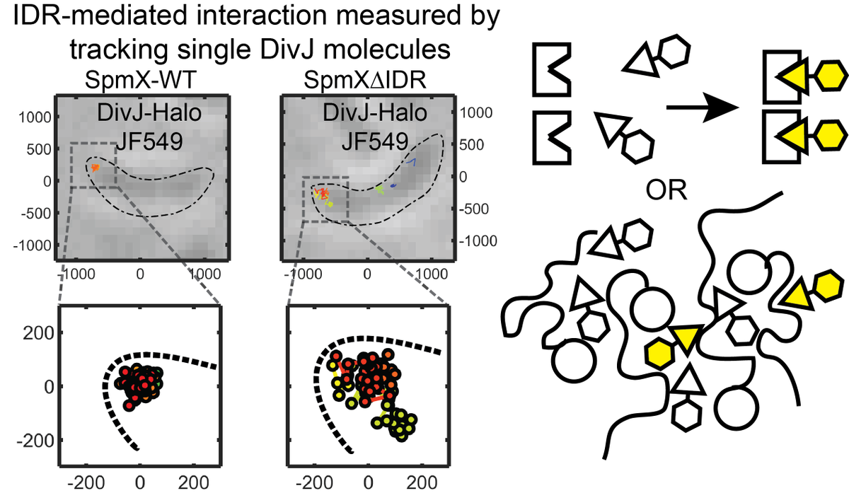 For a cooperative reaction (such as DivJ phosphorylation), localization via structured protein interactions ( and ) could have sufficed. However, the SpmX-DivJ interaction is mediated by the SpmX-IDR. Why use a charged and disordered condensate for this job? 5/14