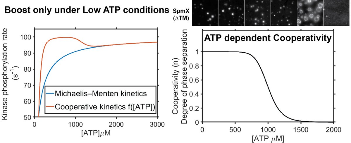 TLDR: SpmX phase separation tunes DivJ activity in response to DivJ’s substrate availability; boosting the activity at low [ATP]. Our work implies that cooperativity of an enzyme in a condensate is not a (Hill) constant but varies as the condensate's response to hydrotrope. 12/14