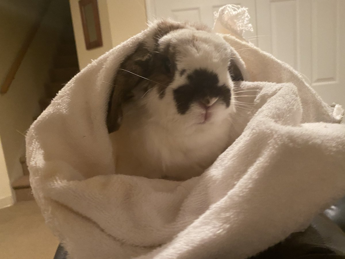 Had to put him in a bunny burrito to administer ear drops