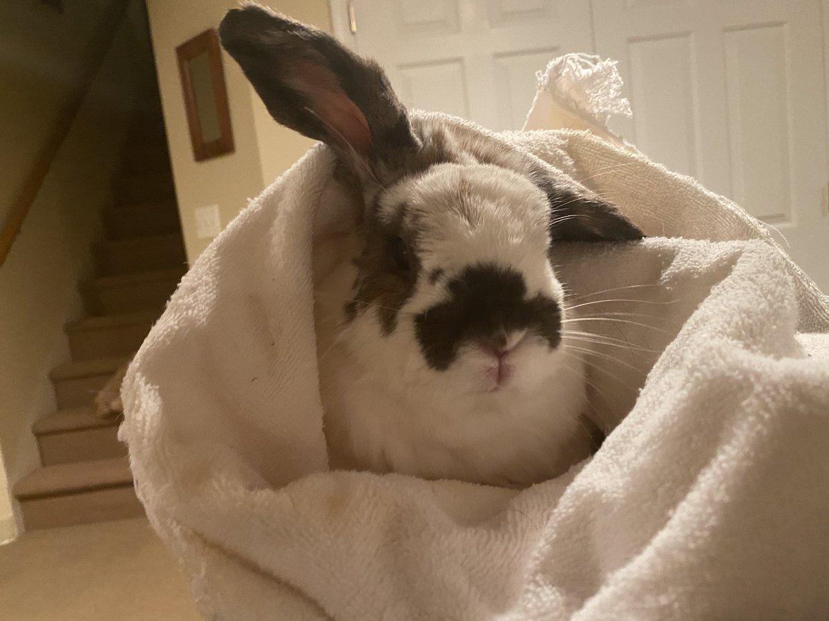 Had to put him in a bunny burrito to administer ear drops