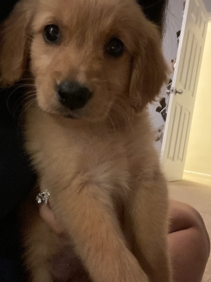 Hope_Steph_Guy's tweet photo. Hey twitter meet my newest baby Zelda https://t.co/FtRasrZ7lG