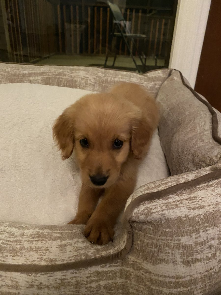 Hope_Steph_Guy's tweet photo. Hey twitter meet my newest baby Zelda https://t.co/FtRasrZ7lG