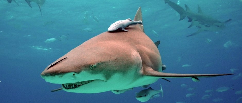  #SharkWeek There are 8 species in the family Echeneidae (order Perciformes) and attach themselves to many animals (like  #sharks) by their flat, oval-shaped dorsal fin that acts like a sucking disk on top of their head. Remoras are able to eat scraps of prey dropped by the  #shark.