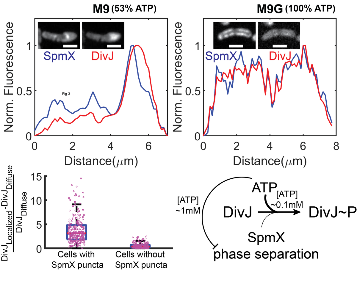 Hydrotrope effect provides a negative feedback to phase separation. Both in E. coli and in CB, SpmX and PopZ phase separation is responsive to intracellular ATP levels. DivJ localization and diffusion in SpmX condensates is also ATP dependent. But what about DivJ activity?10/14
