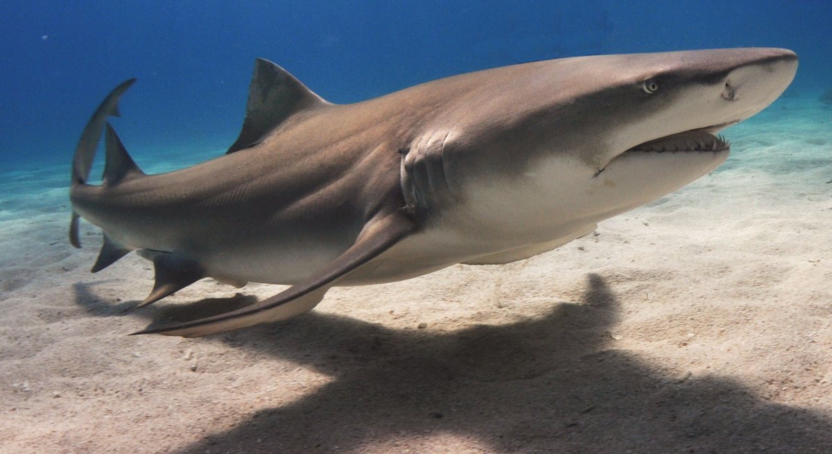And we are back to the  #Bahamas! And we're talking about lemon  #sharks. As Will said, lemon sharks (Negaprion brevirostris) are called that because of the yellowish hue to their skin.  #SharkWeek