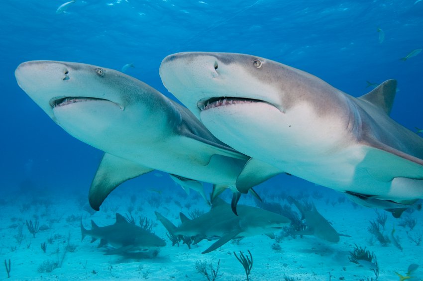  #SharkWeek Lemon  #sharks are known to be social, and live in groups when young pups. This increases communication, mating possibilities and protection, amongst other things.