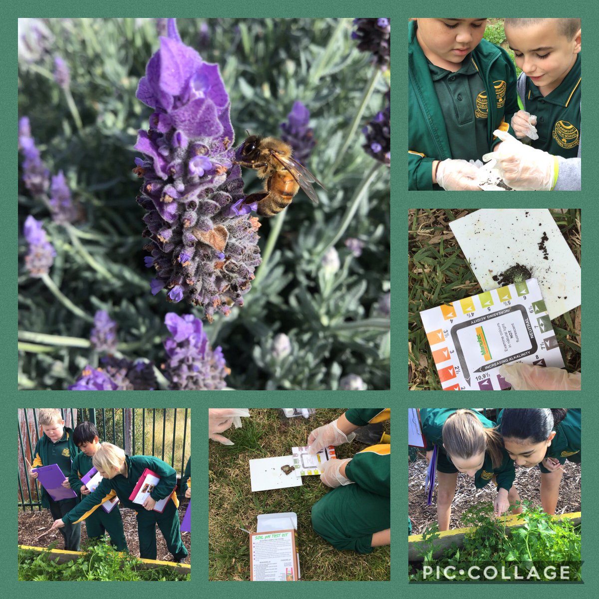 What an amazing experience today for 4H and 4J, participating in their Citizen Science Day with <a href="/CoE_AgEd_RAC/">Centre of Excellence in Agricultural Education</a>. Students participated in pollinator counts and soil testing as research for their No Bees, No Future project. #ThisIsBlairmount @Clapturn <a href="/shanjones7573/">Shannon Jones</a> <a href="/tickytecky/">Sushant.eth | sushboi5.bnb</a>