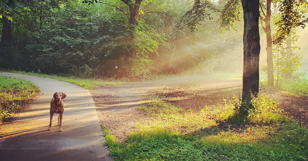 Wandelen met de hondjes (ja, er staan er 2 op de foto 😊) voordat de hitte losbarst. Heerlijk! #Zuigerplasbos <a href="/gem_Lelystad/">Gemeente Lelystad</a>