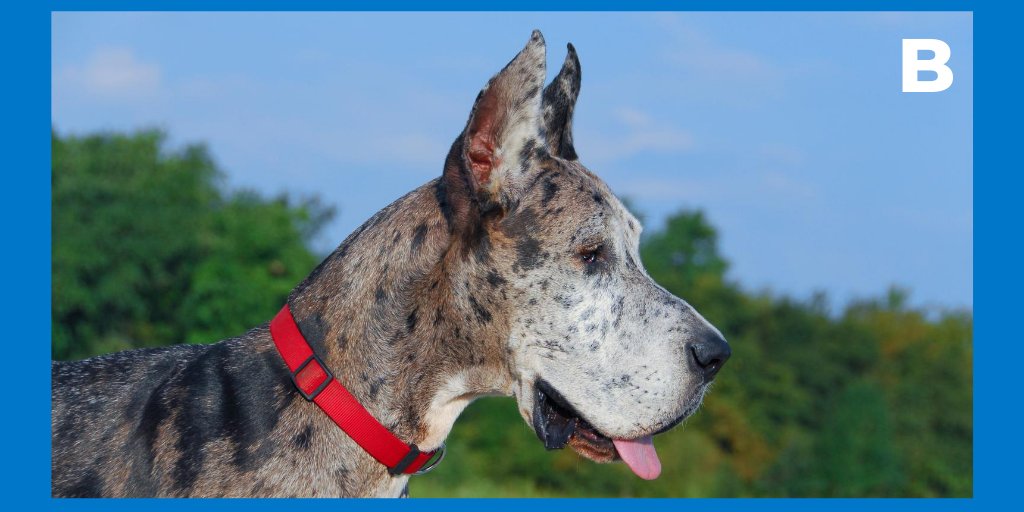 RedVetersalud's tweet photo. ¡Vamos a jugar! 
⁣Entre los siguientes animales domésticos puedes decir cuál es el más grande del mundo y con Record Guinness.⁣
a) Un gato siamés⁣
b) Un perro Gran Danés⁣
e) Una salamandra⁣
d) Un conejo gigante  ⁣
⁣
Deja tu respuesta en un tuit y mañana sabrás cuál es... https://t.co/TAbeGGrrC5