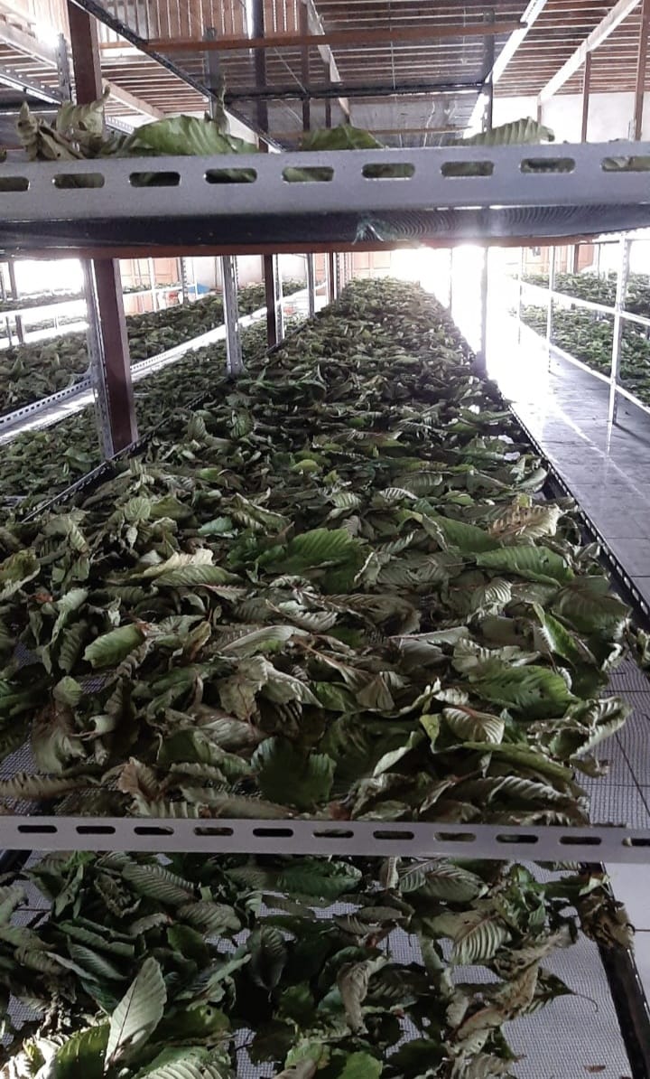 mdarmawan__'s tweet photo. #kratom drying https://t.co/HxfIsB6xla