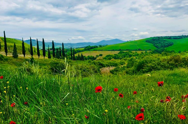 villa_campestri's tweet photo. Simply Tuscany!
#instatravel #travelmemories #lifeofexploring #travelstories #travelgo #wanderlust #mytravelgram #lifeintravel #comeandsee #travelinspired #travelblogger #tuscany https://t.co/XwLfqT52Jx