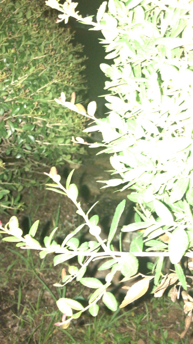 See NOT LIEING <a href="/Carllamaa/">Carl</a>