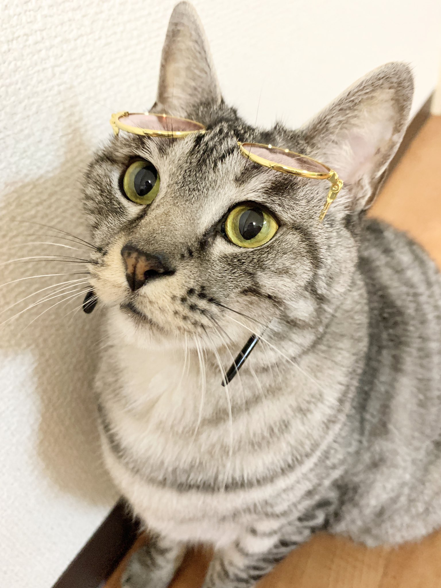 تويتر こいちゃ けだま على تويتر きょうのネコチャーンฅ W ฅ ﾊﾟﾘﾋﾟｻﾝﾁｬﾝ 猫 保護猫 サバトラ 猫のいる暮らし 猫写真 猫好きさんと繋がりたい T Co Aywan7uoea