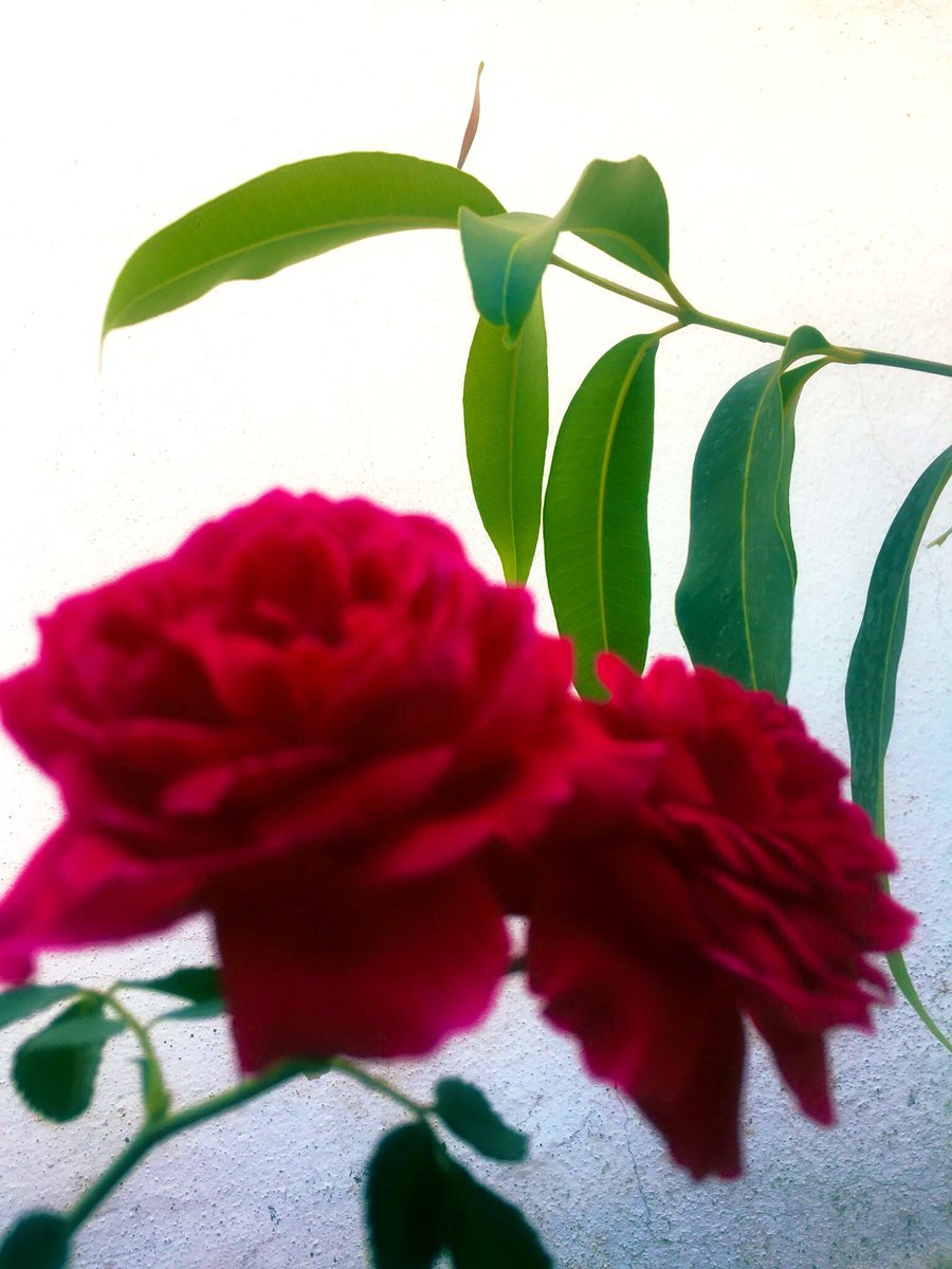 almadinah tweet media