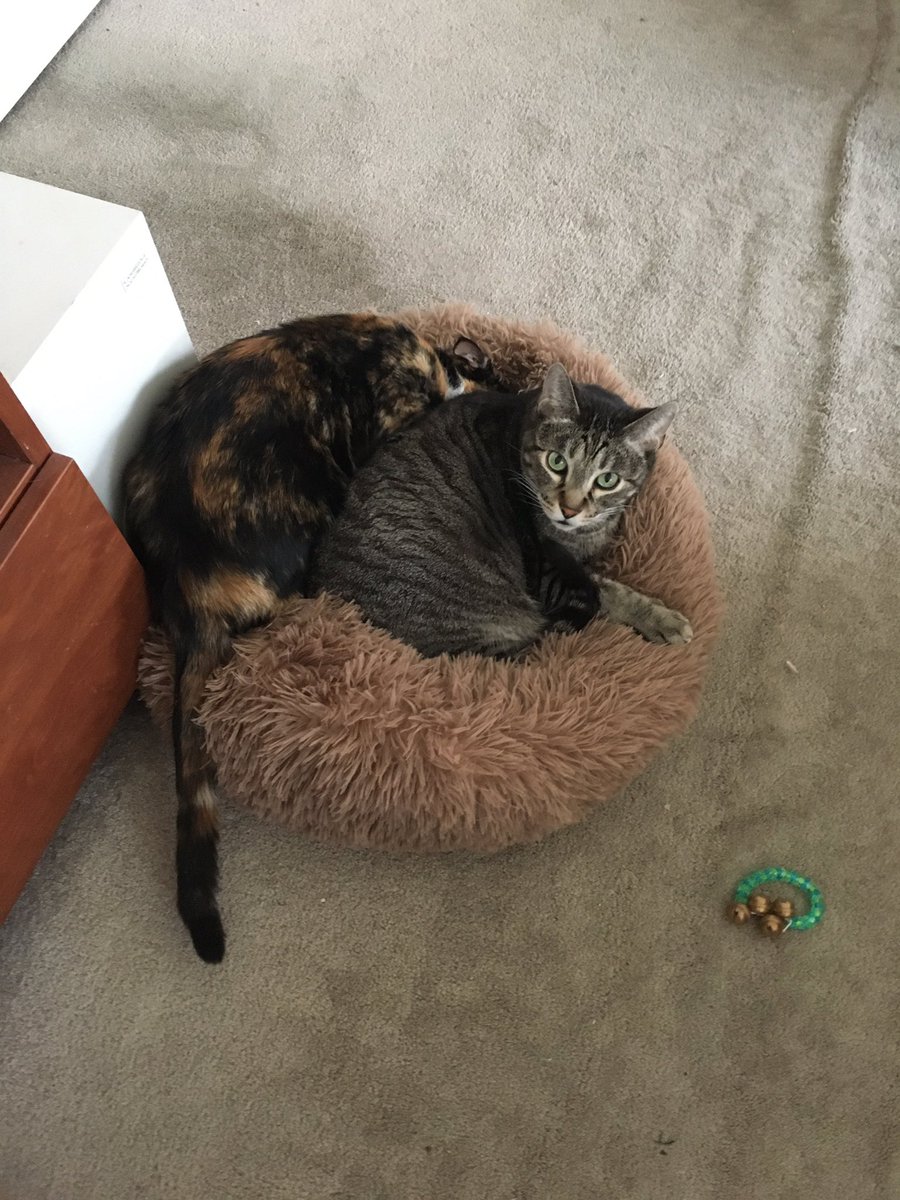 The Foxes' Cats tweet media