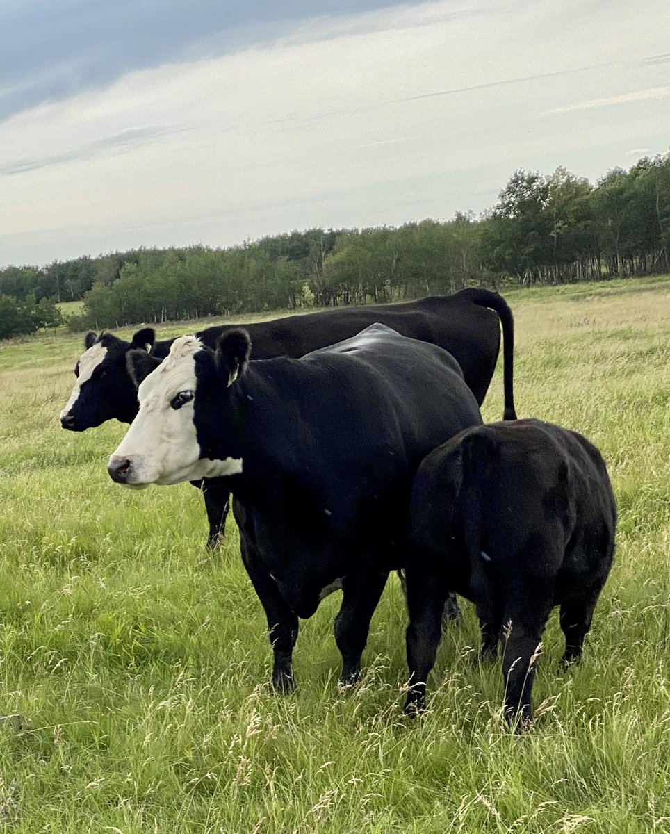jhozack's tweet photo. Some of the calves looking like they will tilt the scales come fall time. #angus #summergrass #packingonthepounds https://t.co/q7DcmBJPjT