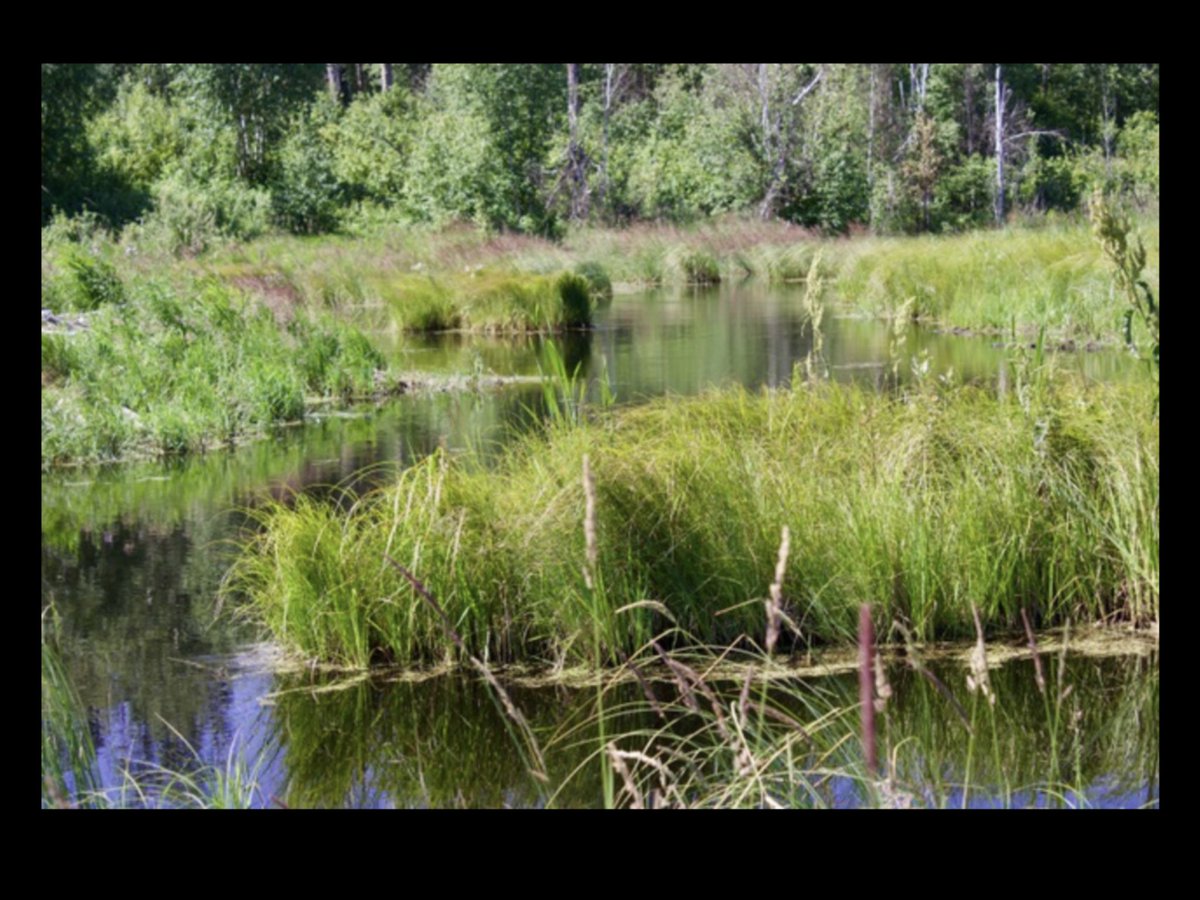 Swampy area along my hike... #provincal park 
#beautifularea #seekingadventure #Canada 🇨🇦🇨🇦🇨🇦