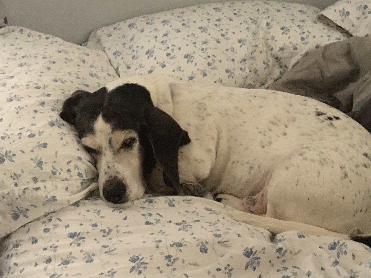 FionaBuzzword's tweet photo. To all my sweet friends who have been checking on us! Thank you!! We are all just fine. Mommy and Daddy are working like crazy and doing family stuff. I am feeling good and miss all of you 😍. We wish you health and happiness during these tough times. https://t.co/WHcfAkicdi