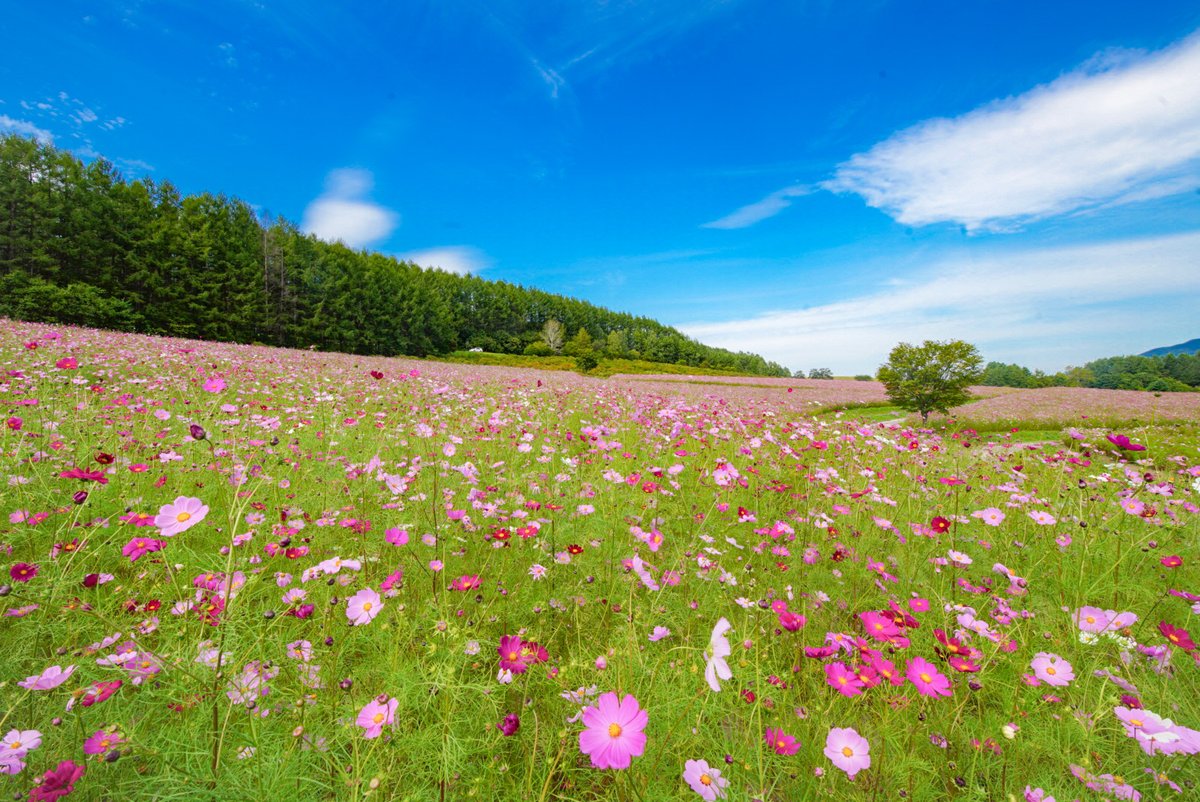 遠野英次 日本の四季を巡ろう コスモスの饗宴 日本最大級のコスモス畑から 北海道 遠軽町 太陽の丘コスモス園