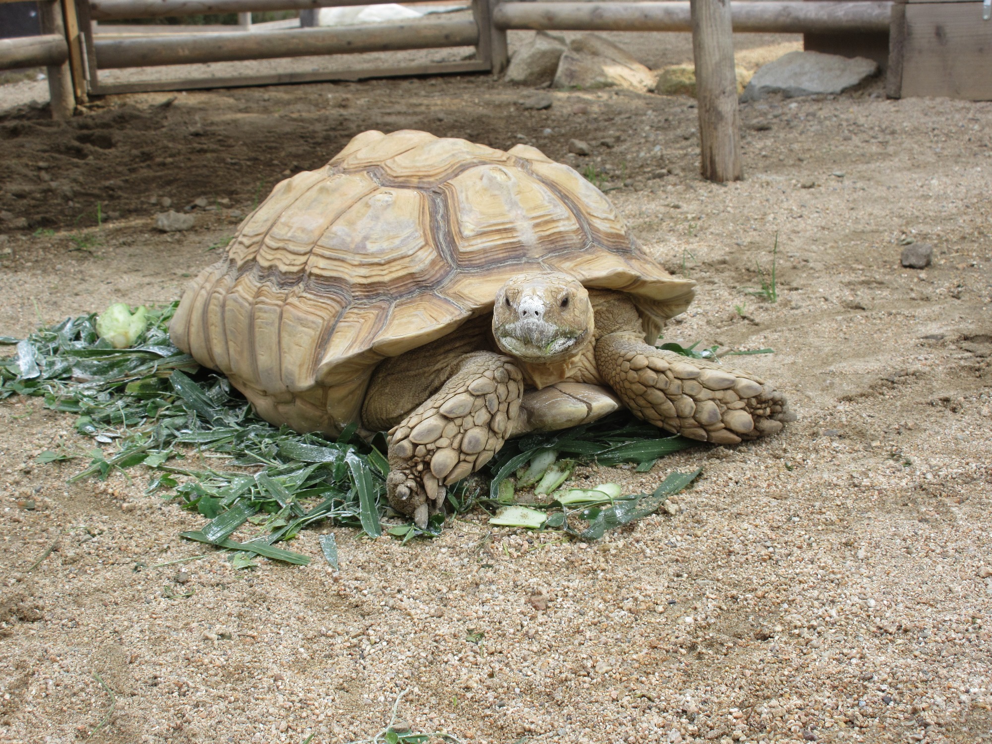 神戸市立王子動物園 公式 ケヅメリクガメのキャサリンちゃん お顔を真っ白にして舞妓さんみたいになっていました 笑 ちなみにこの白いのはエサに添加しているカルシウム剤です 甲羅をつくるのにとっても大切な栄養の１つなんです 神戸市 王子