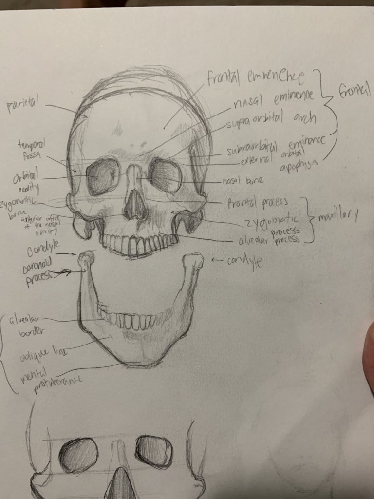 Doing some anatomy studies this dude got a dump truck 