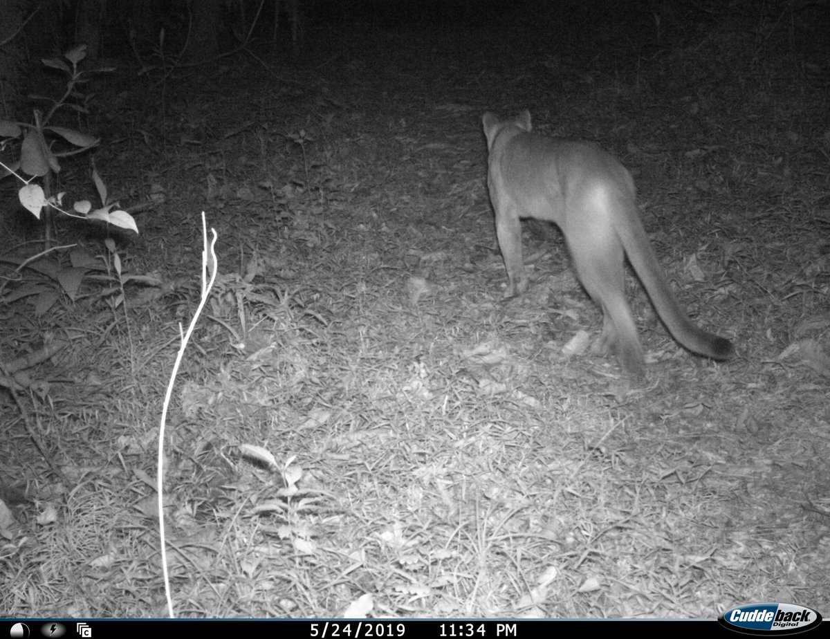 Nepthaly08's tweet photo. Hermoso #puma captado en la Reserva de la Biósfera el Triunfo #REBITRI
#Salvemosnuestrosbosques https://t.co/xhTBuxjV8a