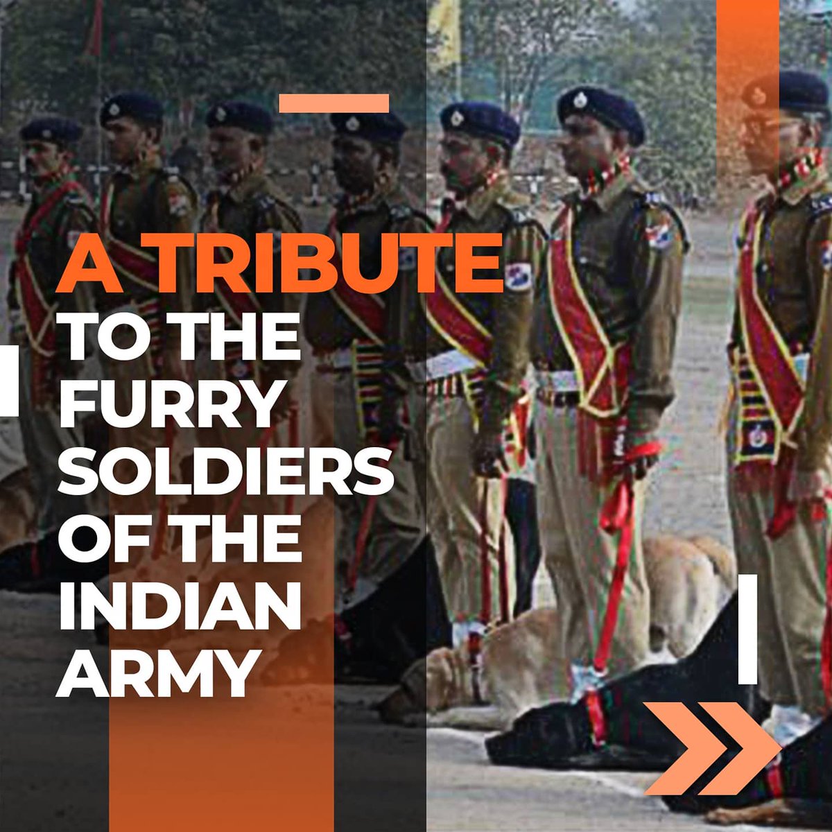 pet_remedies's tweet image. Army Dogs have been a constitutive part of the Armed Forces since ancient times but their silent service to the nation always goes unnoticed.  

Read our latest blog to know more: bit.ly/armydogs

#PetNaturalRemedies #armydogs