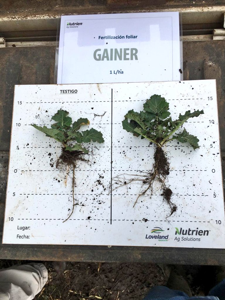 Si tiene raices, necesita Gainer! Aplicación sobre raps (der.).👍👍👍