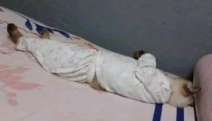 iMemeflixx's tweet photo. Mi mamá: Baja ese gato mugroso de la cama.
Yo: No es un gato, es... ES MI HIJO. https://t.co/81zcqGEok9